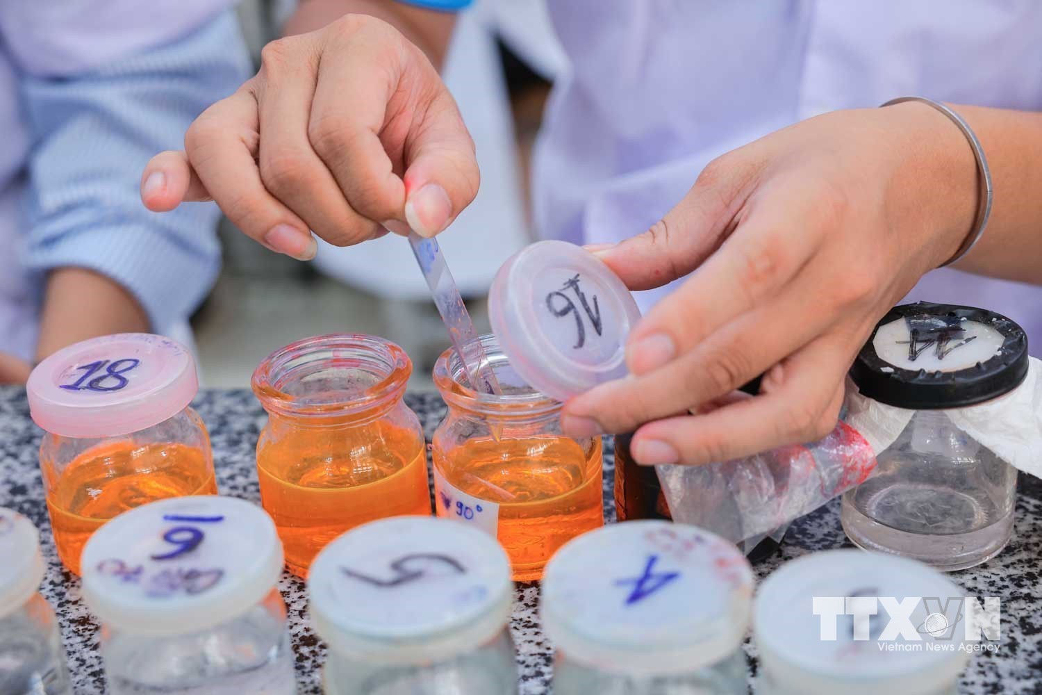 Quá trình thực hiện tiêu bản hiển vi cố định. (Ảnh: Hoàng Hiếu/TTXVN)